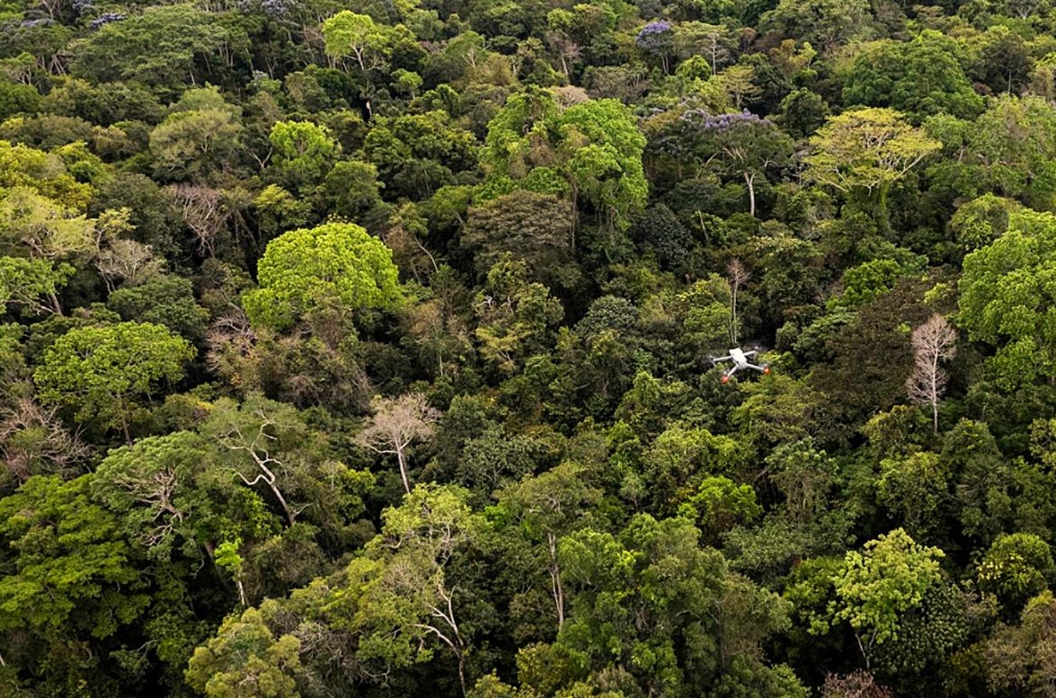 Brazil nut harvester gathering pods